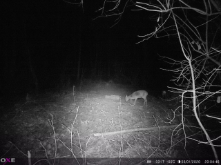 Fotopasca OXE PANTHER 4G a solárny panel