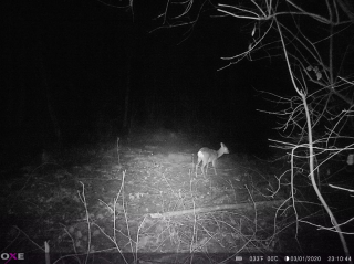 Fotopasca OXE PANTHER 4G a solárny panel