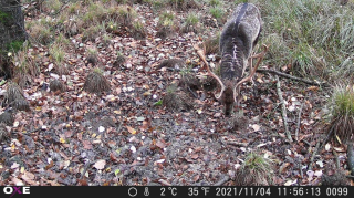 Fotopasca OXE GEPARD II a lovecký detektor + ZDARMA 32GB SD karta a 6ks batérií.