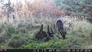 Fotopasca OXE GEPARD II a lovecký detektor + ZDARMA 32GB SD karta a 6ks batérií.