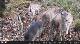 Fotopasca OXE GEPARD II a lovecký detektor + ZDARMA 32GB SD karta a 6ks batérií.