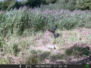 Fotopasca OXE GEPARD II a lovecký detektor + ZDARMA 32GB SD karta a 6ks batérií.