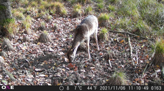 Fotopasca OXE GEPARD II a lovecký detektor + ZDARMA 32GB SD karta a 6ks batérií.