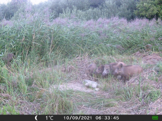 Fotopasca OXE GEPARD II a lovecký detektor + ZDARMA 32GB SD karta a 6ks batérií.