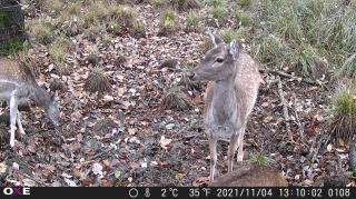 Fotopasca OXE GEPARD II a lovecký detektor + ZDARMA 32GB SD karta a 6ks batérií.