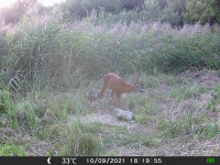 FOTOPASCA OXE GEPARD II