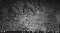 Fotopasca OXE GEPARD II a lovecký detektor + ZDARMA 32GB SD karta a 6ks batérií.